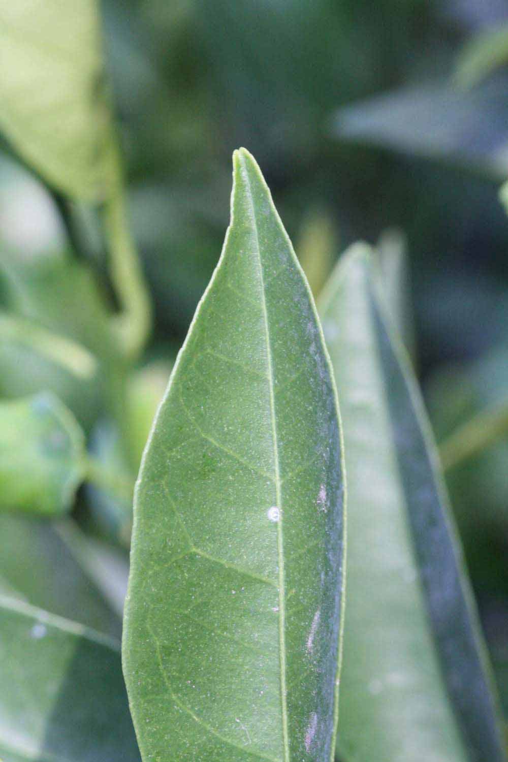            Margin (Riverside, CA)   